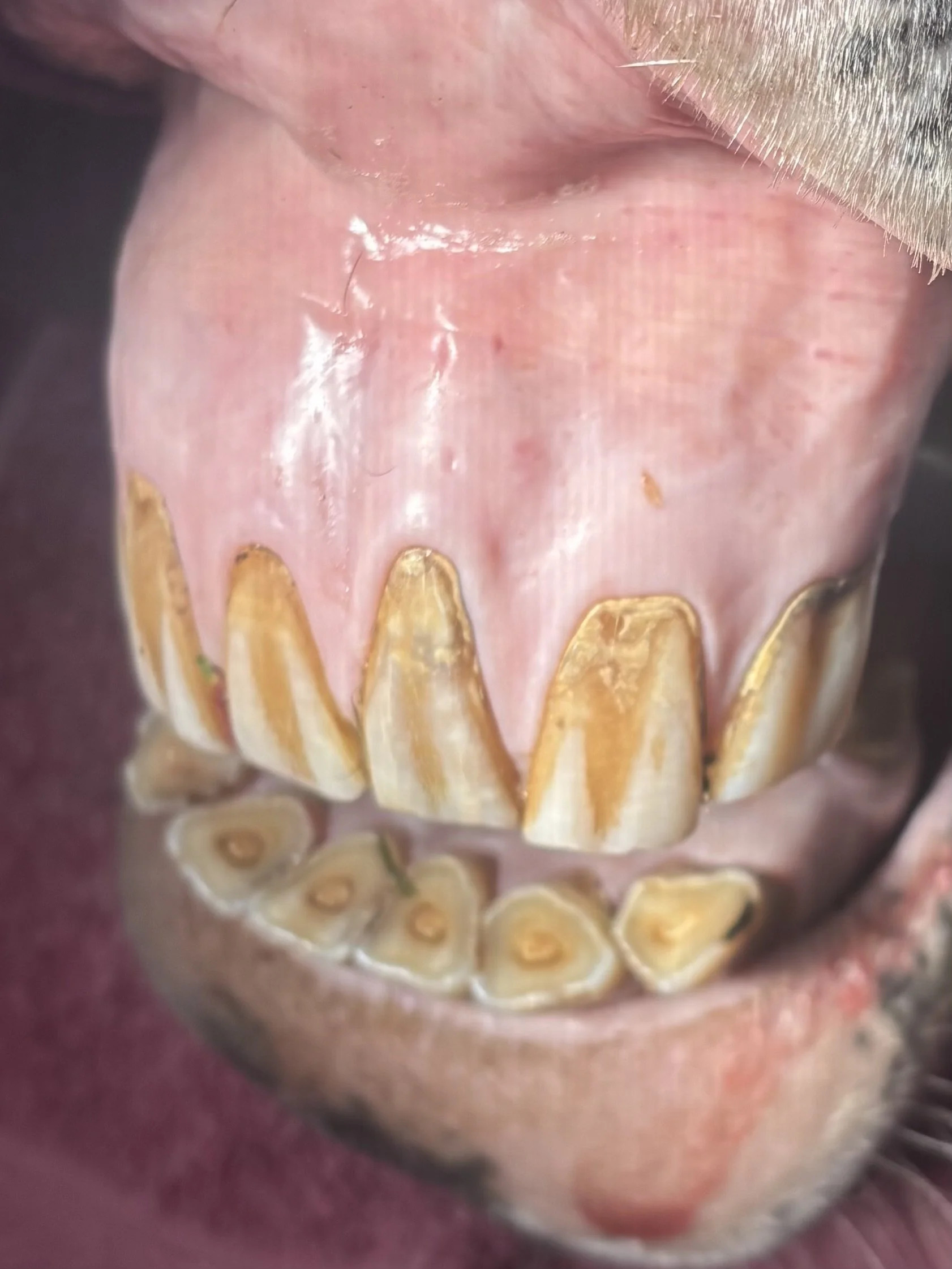 Devitalised incisors in horses