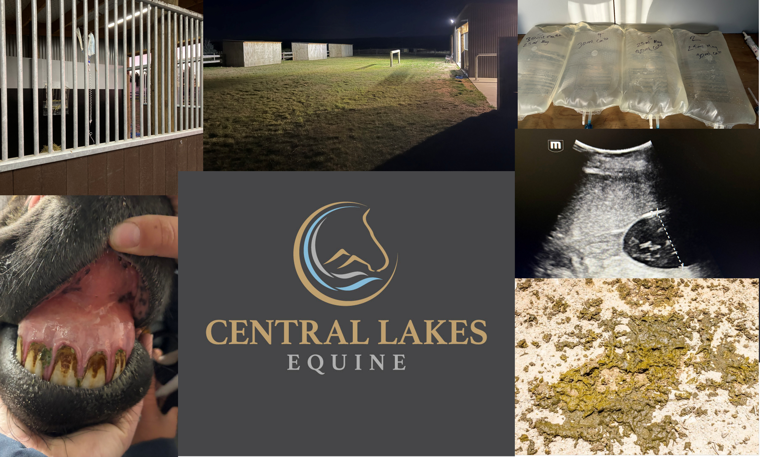 Colitis in Horses — When "Off Colour" Becomes an Emergency