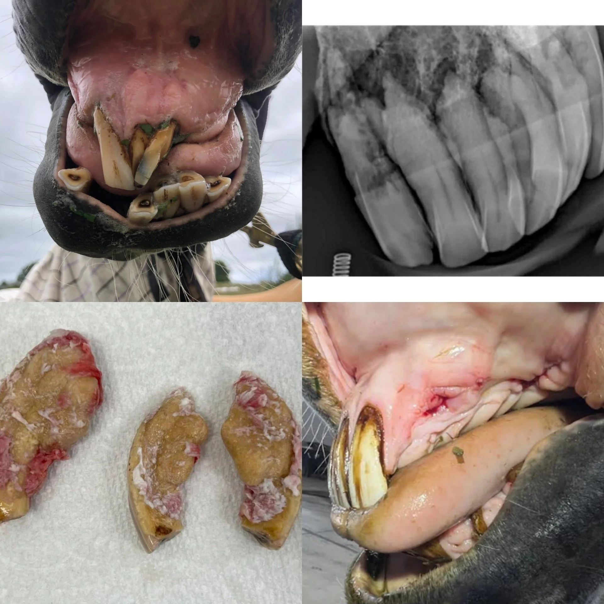 EOTRH — a painful dental condition in older horses
