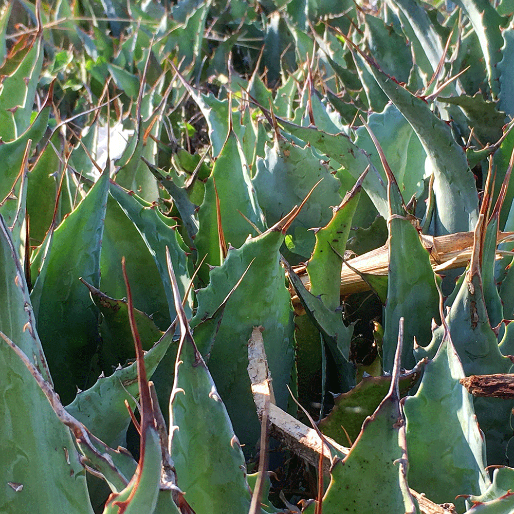 Mezcalistas: Rolling Through Oaxaca with Neta Mezcal