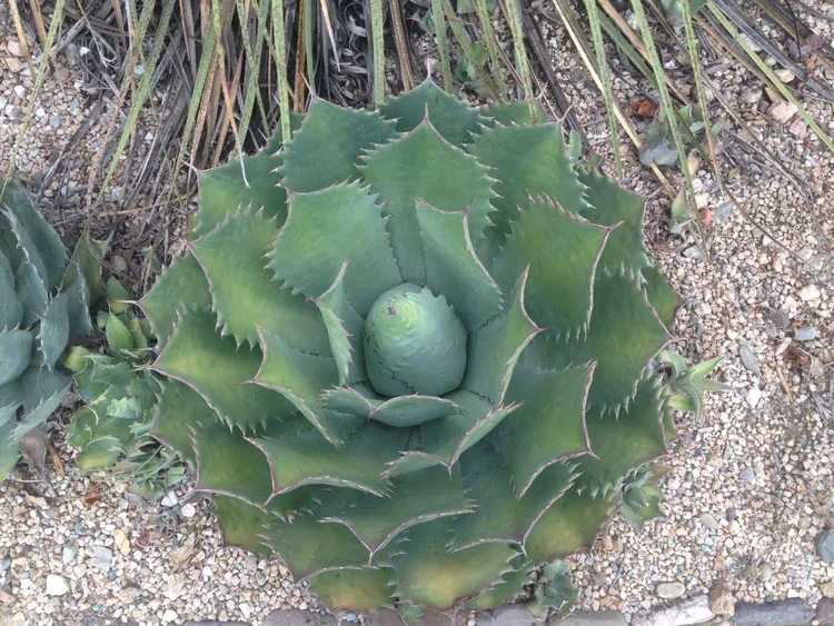 Tobal (Agave potatorum or Agave seemanniana)  Neta - Exemplary Agave  Spirits