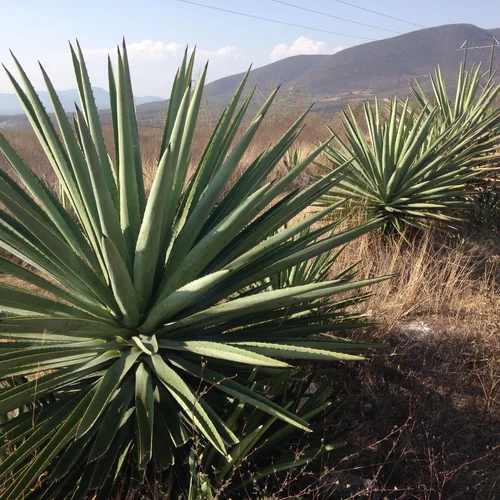 agave produkte Tres Agaves Organic Agave Nectar 375 ml