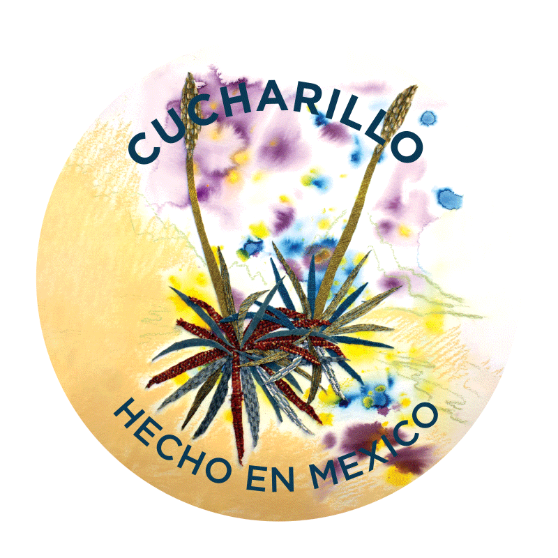 Cucharillo (Dasylirion sp)