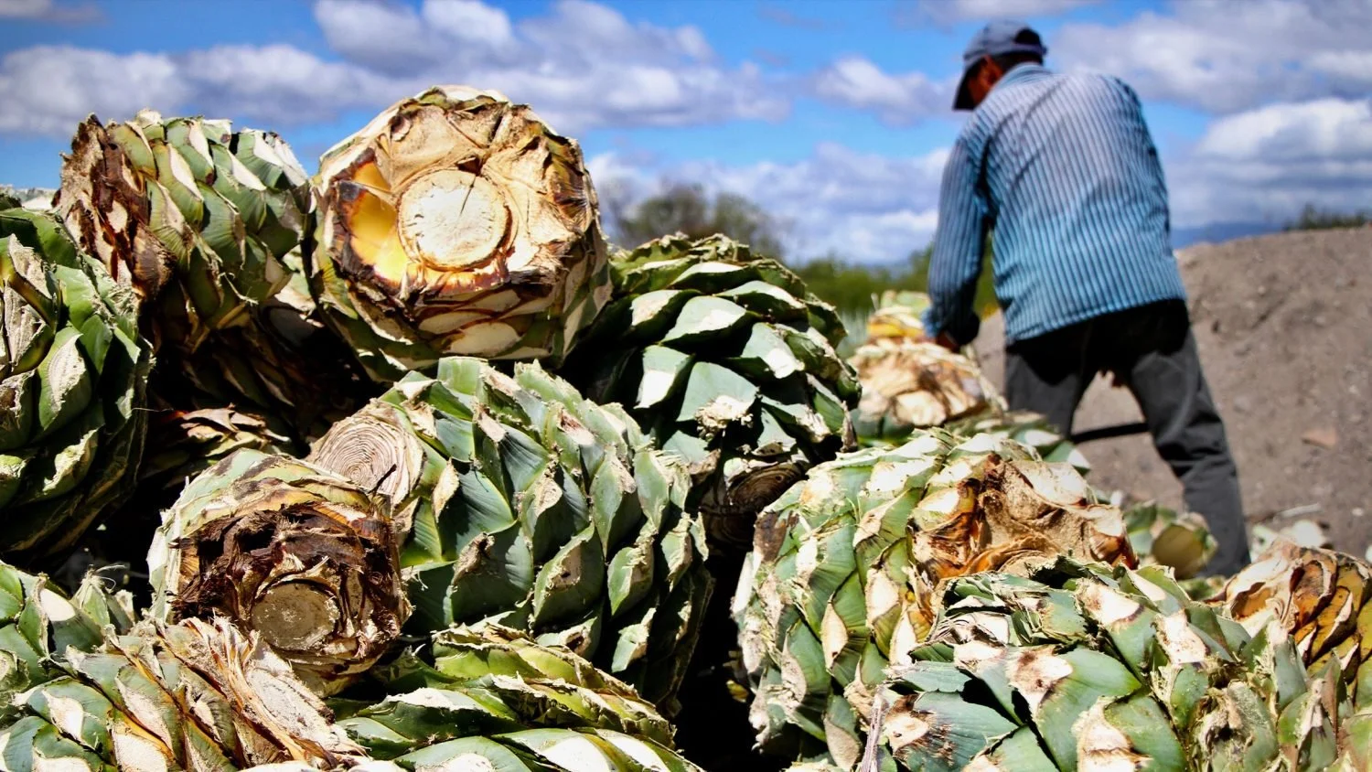 A Complete Guide to Buying and Drinking Mezcal with Integrity