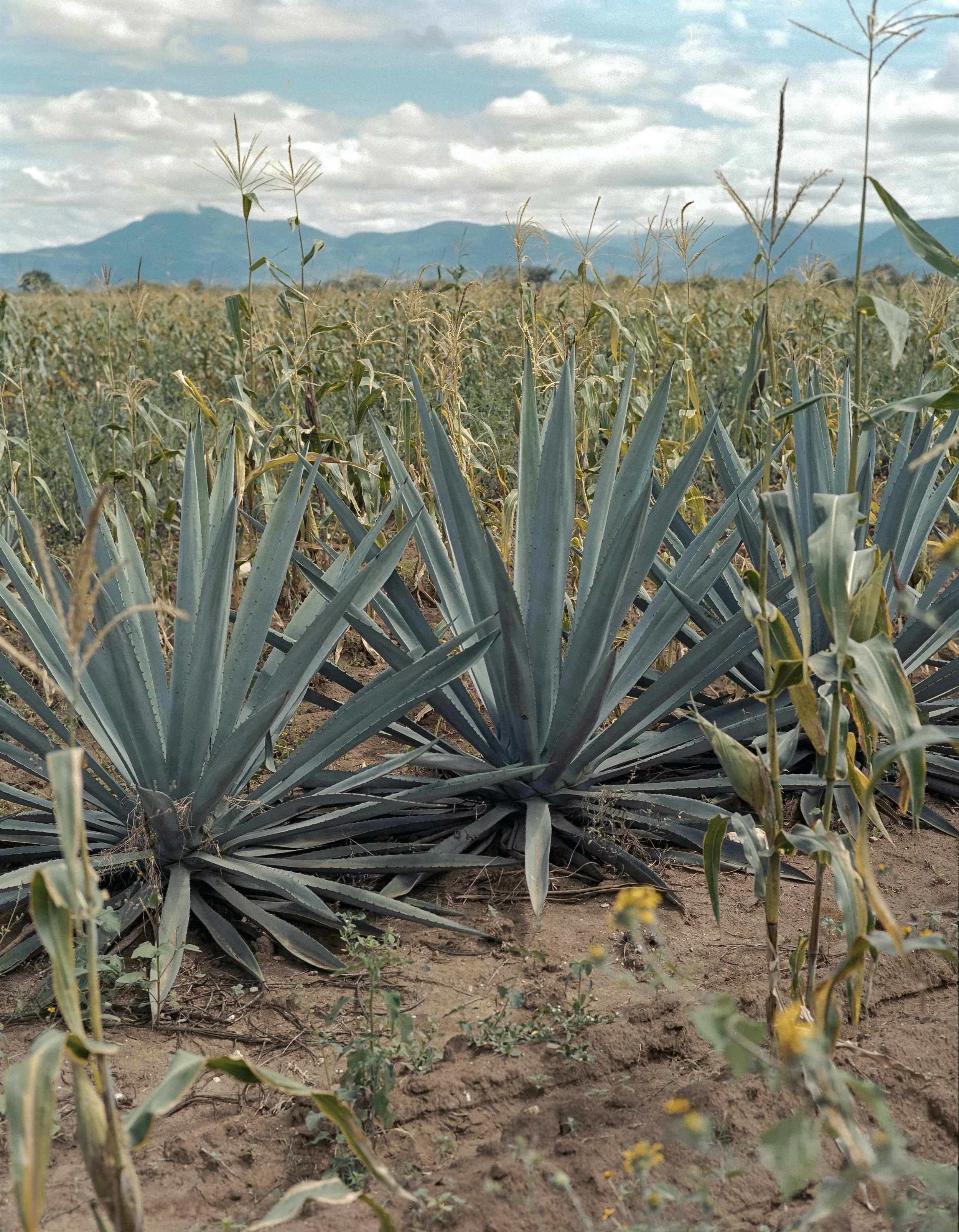 An Ode to Espadín 