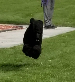 Betty-Flying-Poodle.jpg