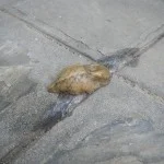 Giant slug outside of the kitchens