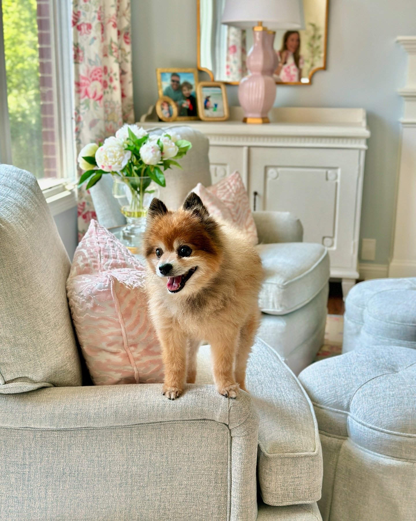 Meet Sebastian, Jill&rsquo;s adorable pup! He&rsquo;s such a sweetie! We love using high performance fabrics for clients with kids and pets! If you do need to clean an area of your home check out Jill and all her fantastic cleaning tips @jillcomescle