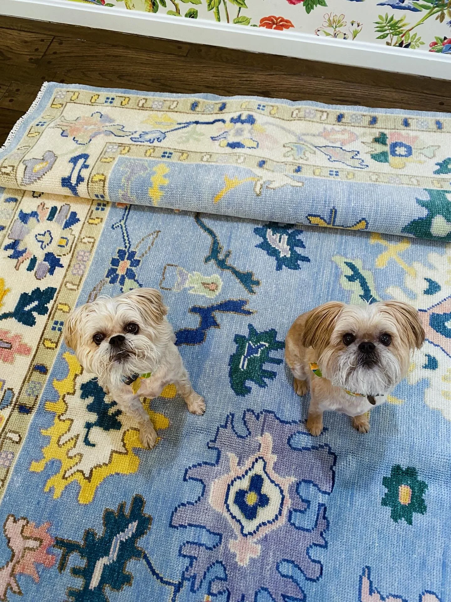 Celebrating our favorite duo today, Bella &amp; Barrett &mdash; and all the pups that make life better. Happy National Dog Day! 🐾❤️

#nationaldogday