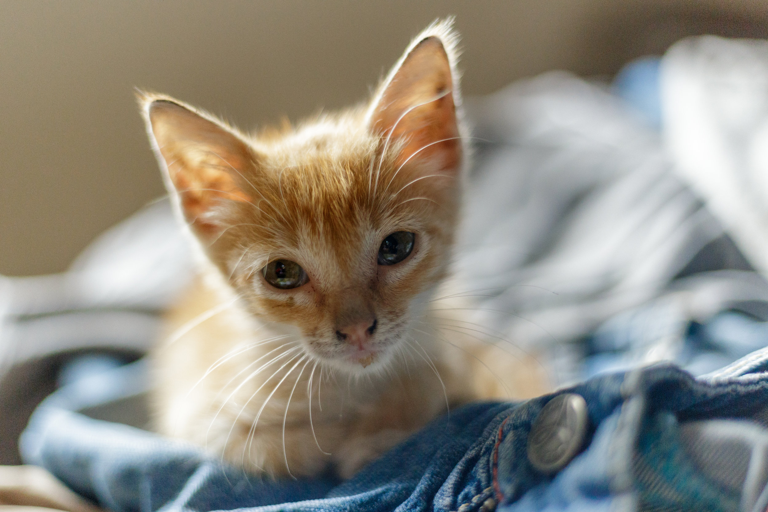 Smitten Kitten: Quarantine Monologue for Online AEA Fundraiser. We raised $106,532.00