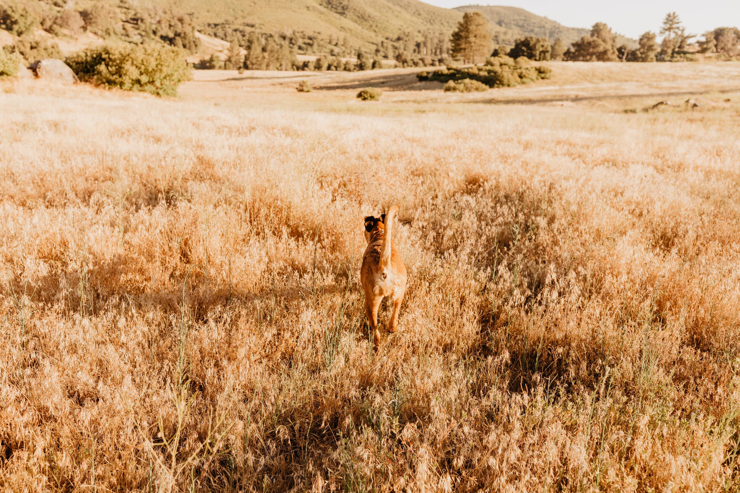 Shelby + Austin Couples Photos-31.jpg