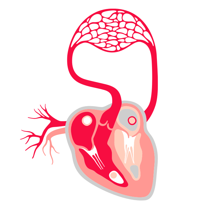 heart-margins.png