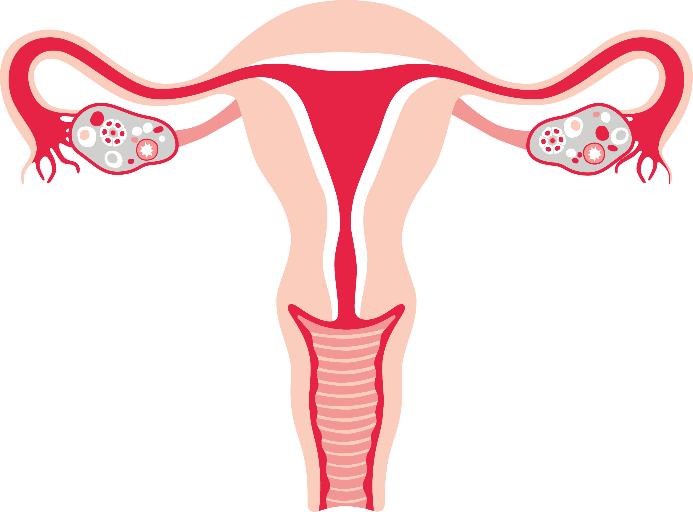 UTERUS_FINAL_150318.jpg