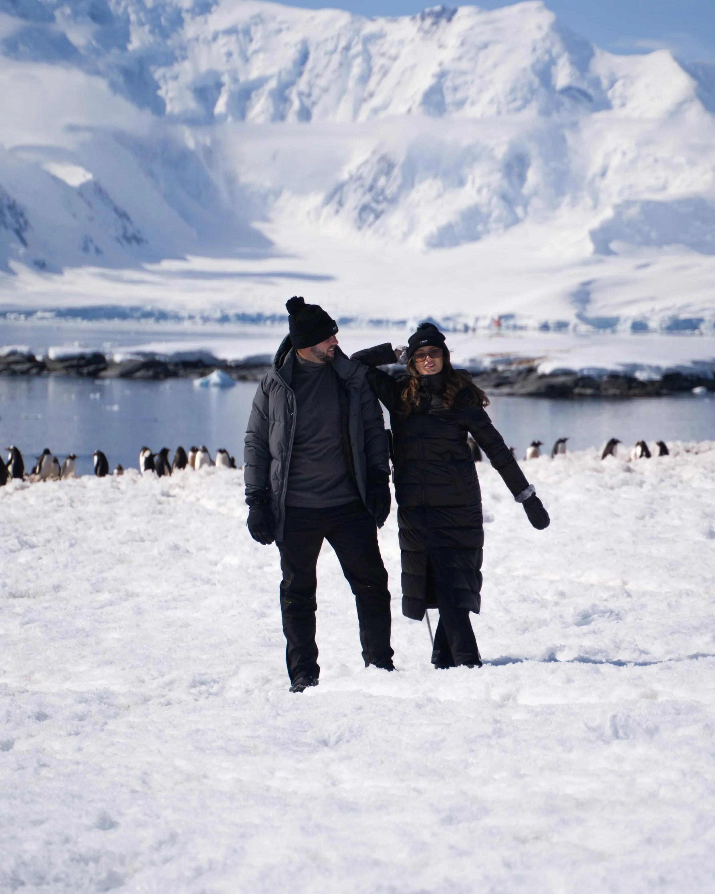 Albatros, Antarctica 