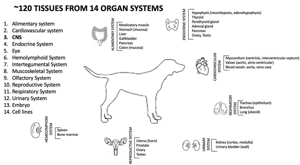 Data The Dog Genome Annotation Doga Project