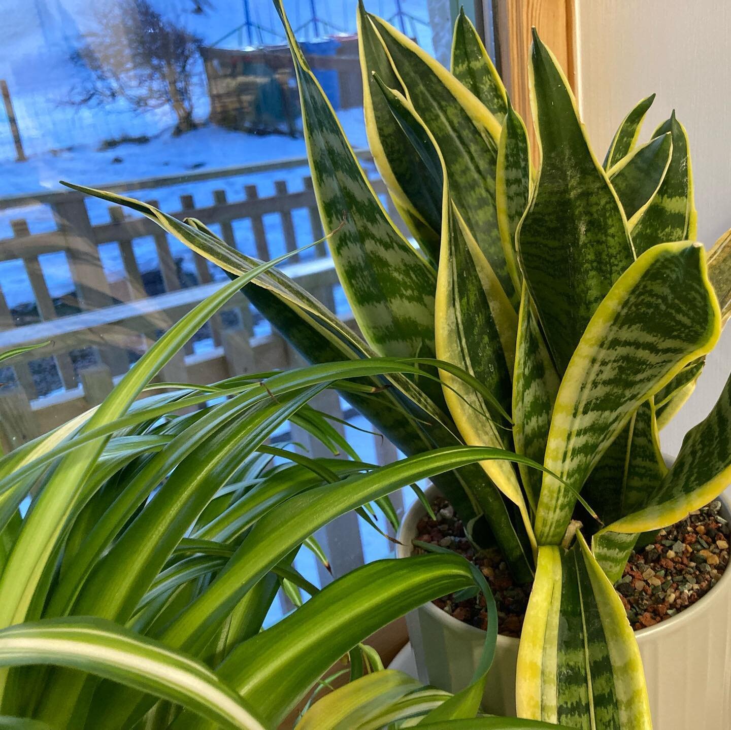 We love a bit of greenery here at Gneiss Things, it really lifts the spirit and brightens our surroundings.

So we are glad to see our studio plants thriving even in the Hebridean winter.

We hope to be able to open our space to visitors again soon b