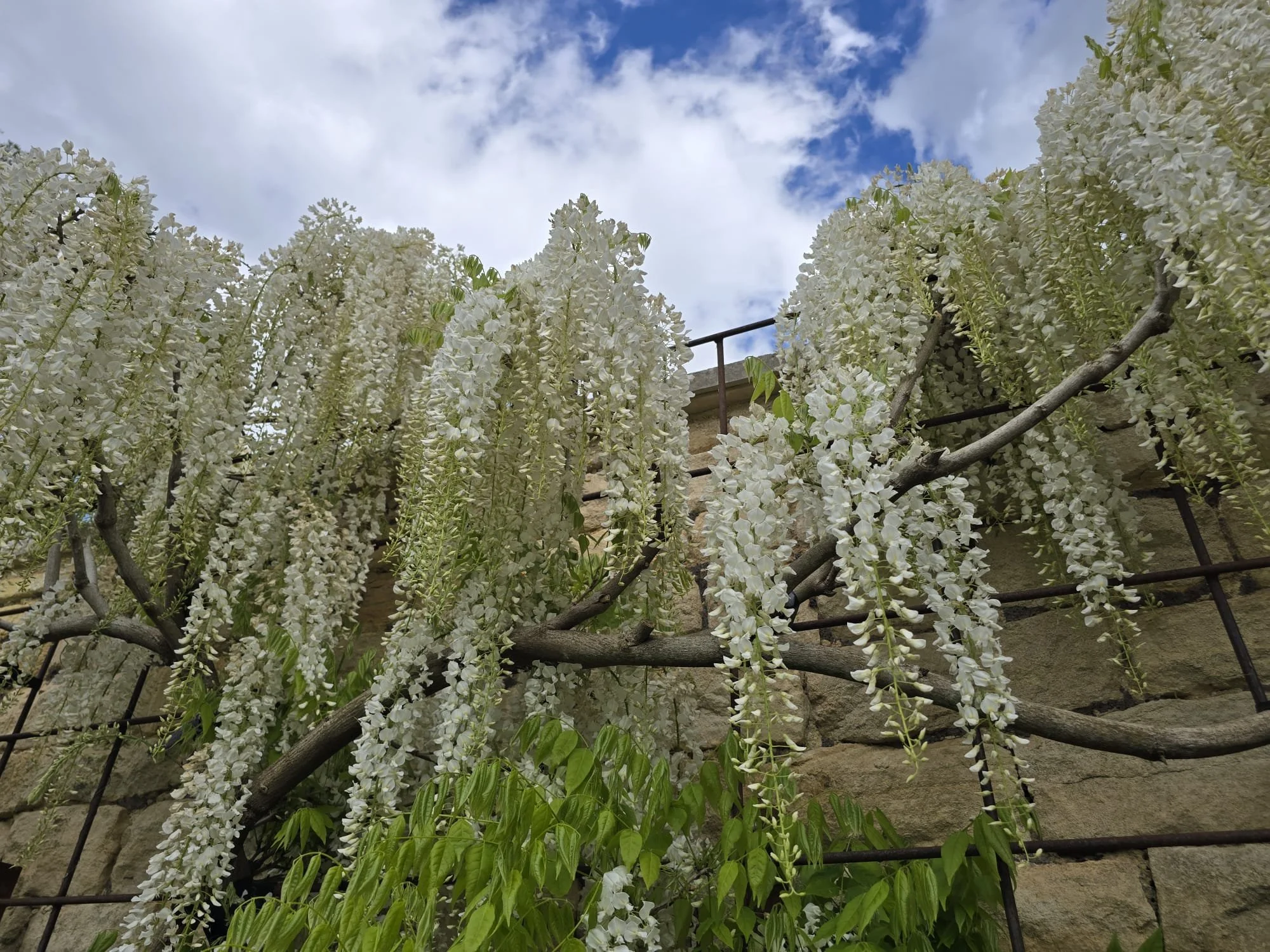 White wisteria in full bloom.jpg
