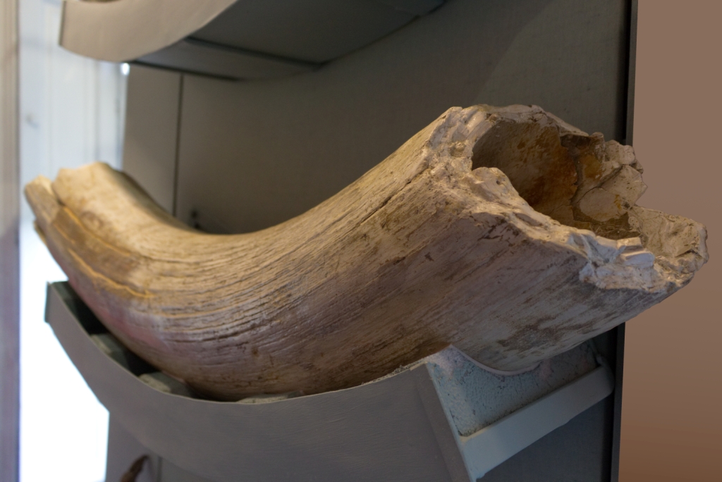 Mammoth Tusk