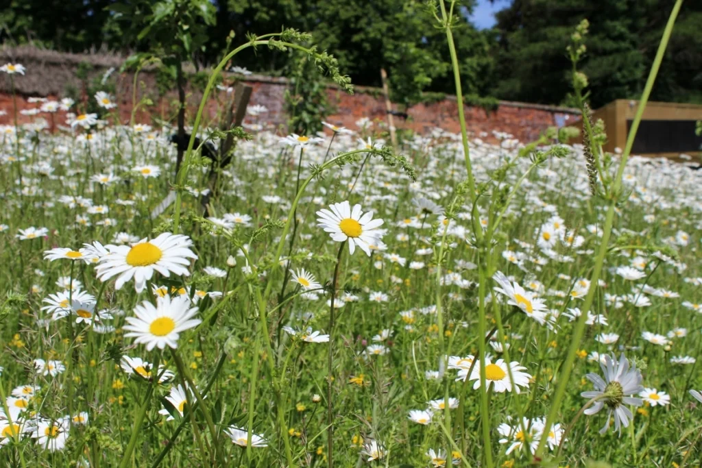 Flower Power - Family Drop-in Craft Activity 