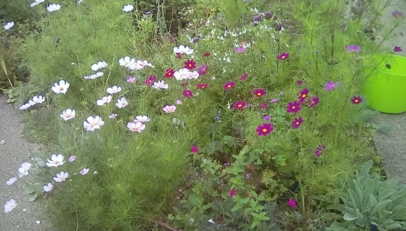  Spring Seed Planting - Outdoor Drop in Family Activity