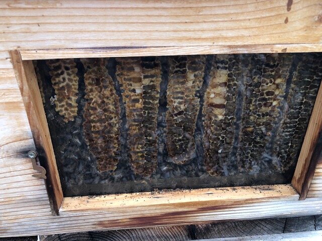 10-12 honey in the hive.jpg