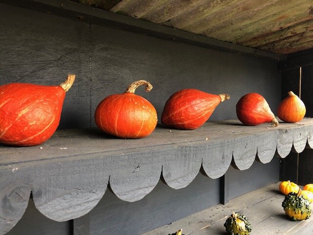 10-28 squashes gourds and pumpkins.jpg