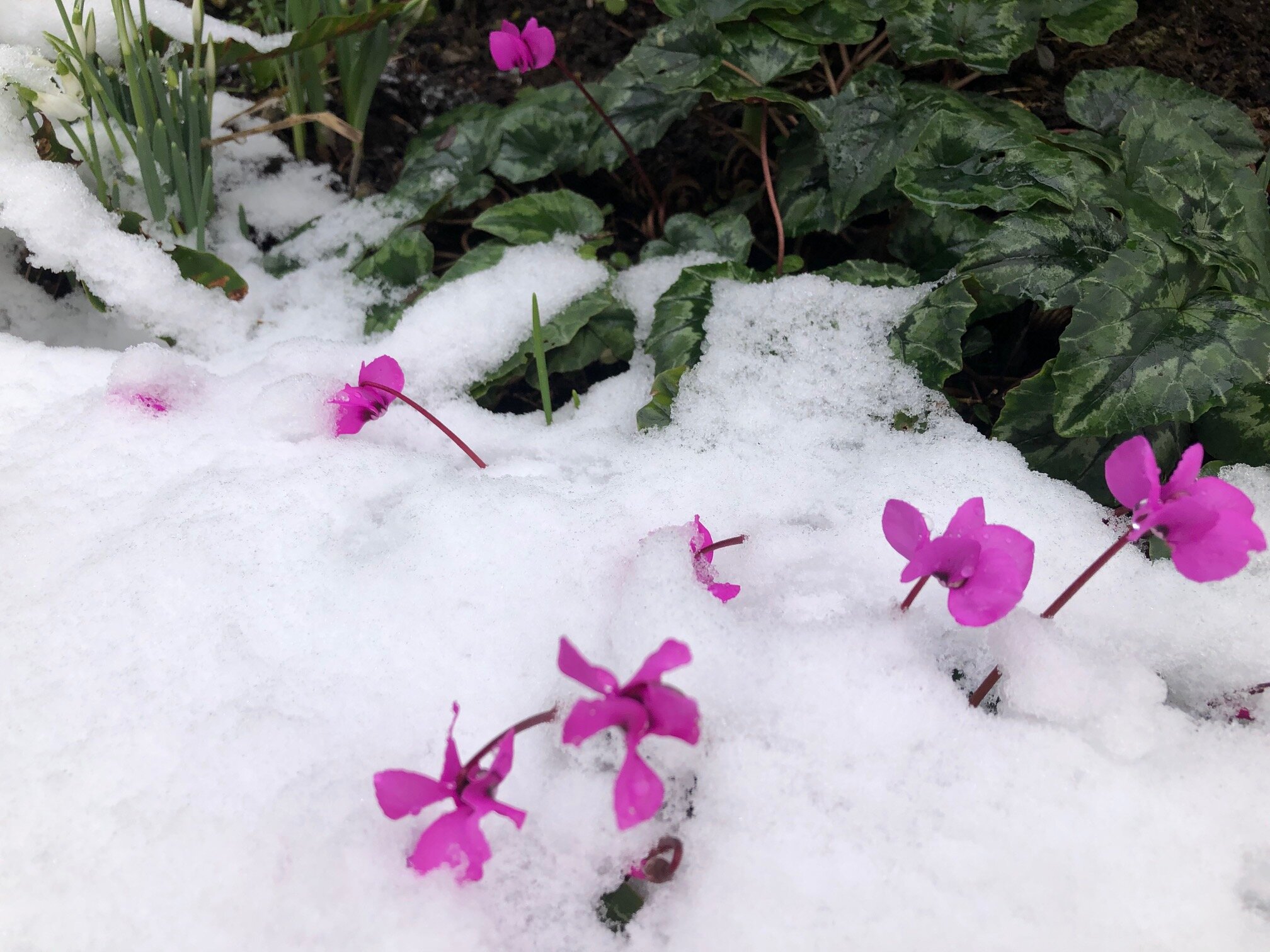 9 And cyclamen - just lovely.jpg