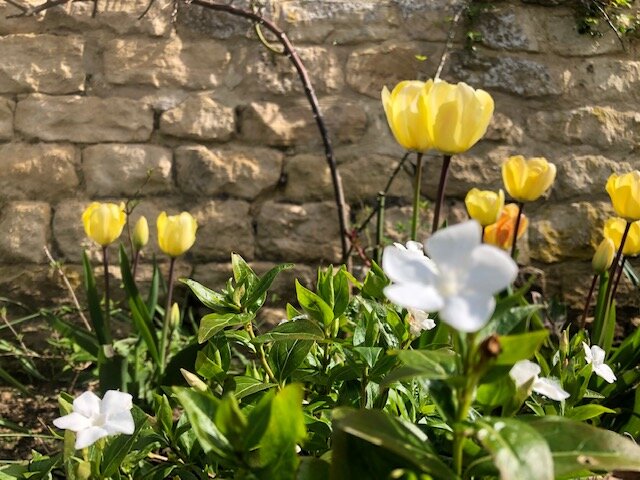04-01 Tulips in sunshine.jpg