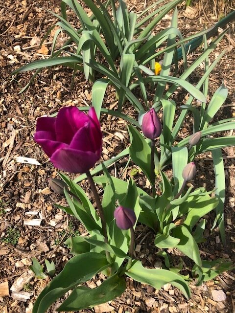 04-01 pink tulips.jpg