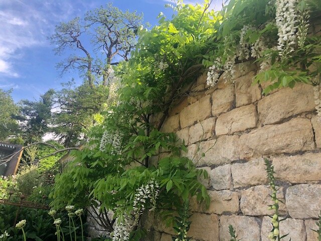 9 white wisteria closeup.jpg