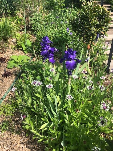 4 glowing iris with cornflower skirt.jpg