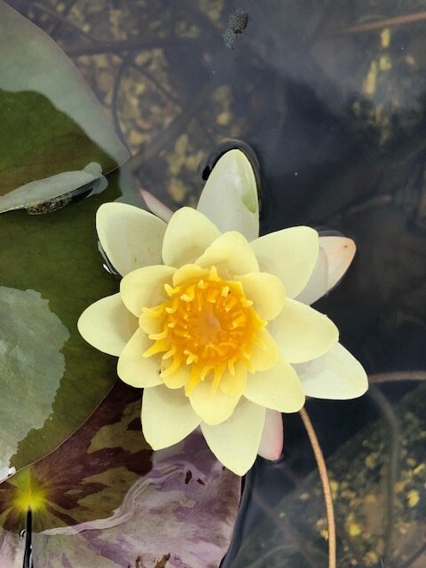 2 first water lily flower.jpg