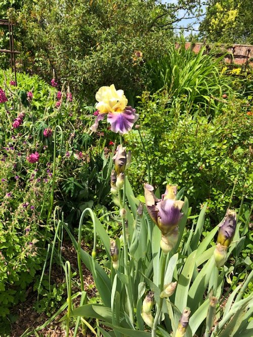 Early Irises
