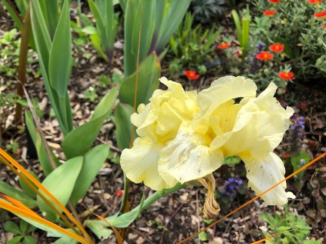 Yellow Iris