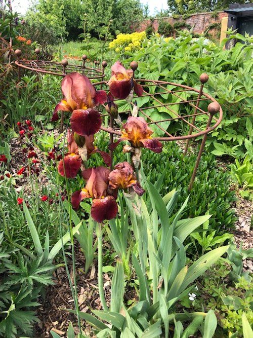 Brown Iris