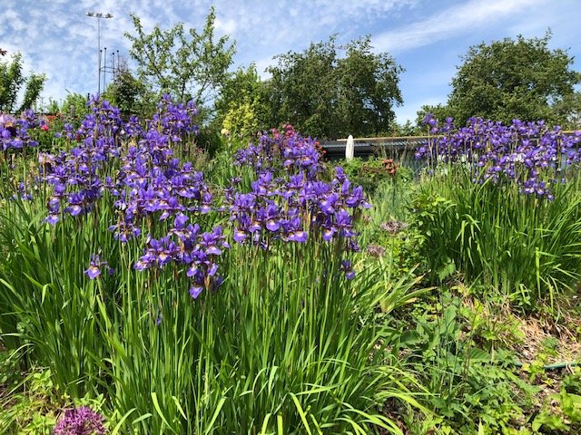 Blue Irises