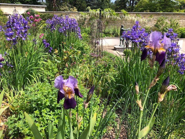 Irises in the walled garden