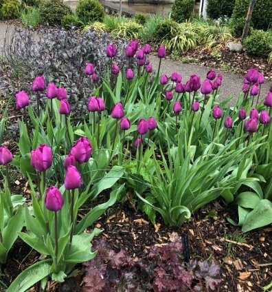 Purple Tulips.jpg