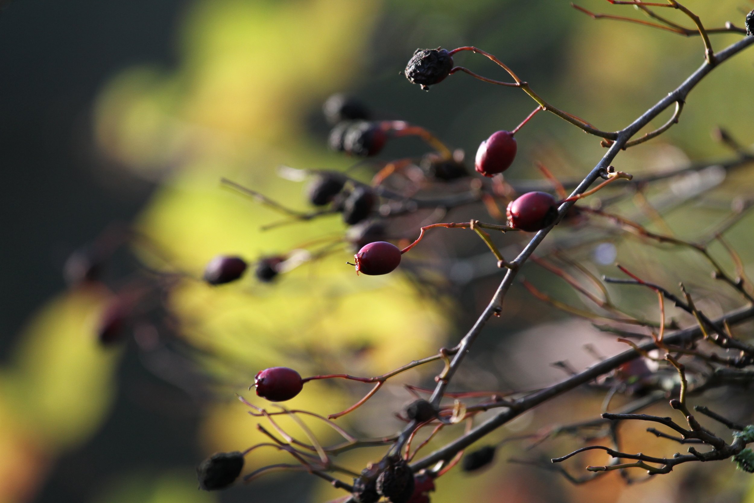 Poetry Evening with Yew Tree Press