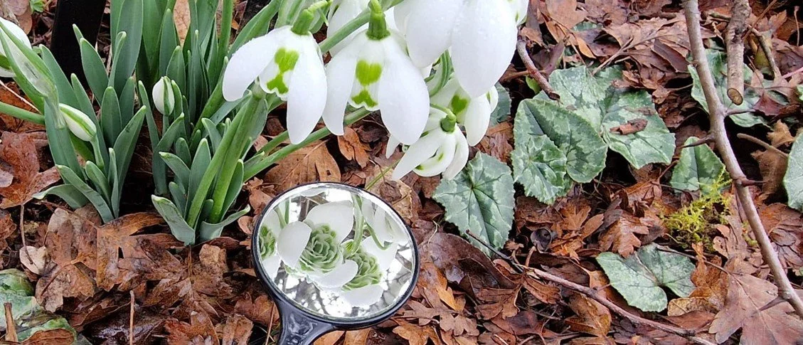 Stroud Snowdrop Celebration 