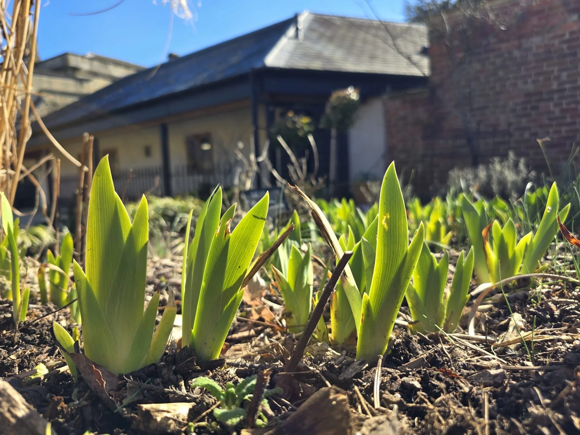 Irises enjoying some  sunshine.JPG