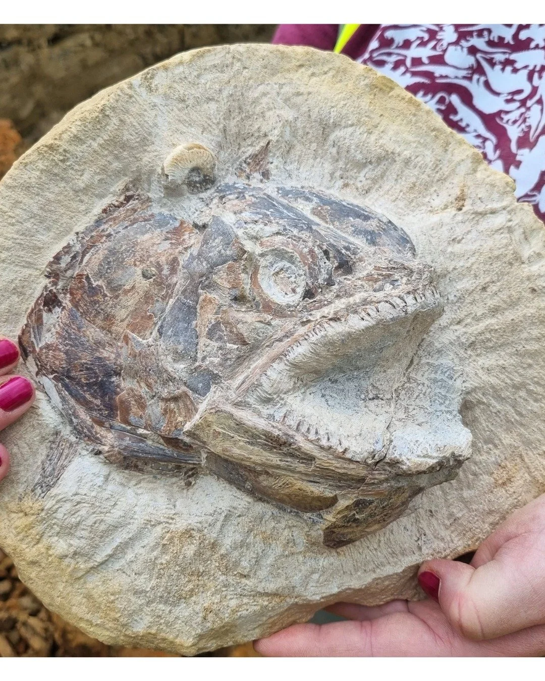 25 Years in 25 Days: 2022

January 2026 marks the 25th anniversary of the opening of the Museum in the Park &ndash; to celebrate, we&rsquo;ll be sharing a highlight from each year over 25 days. 

In 2022 we were part of an amazing discovery in King&r