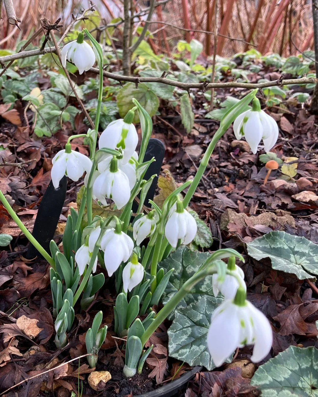 Stroud Snowdrop Celebration 

Saturday 24th January - Sunday 25th January 2026

Celebrate the re-opening of the Museum and 10 years of the Walled Garden with our special snowdrop weekend for all ages. View the Walled Garden Collection of Snowdrops ba