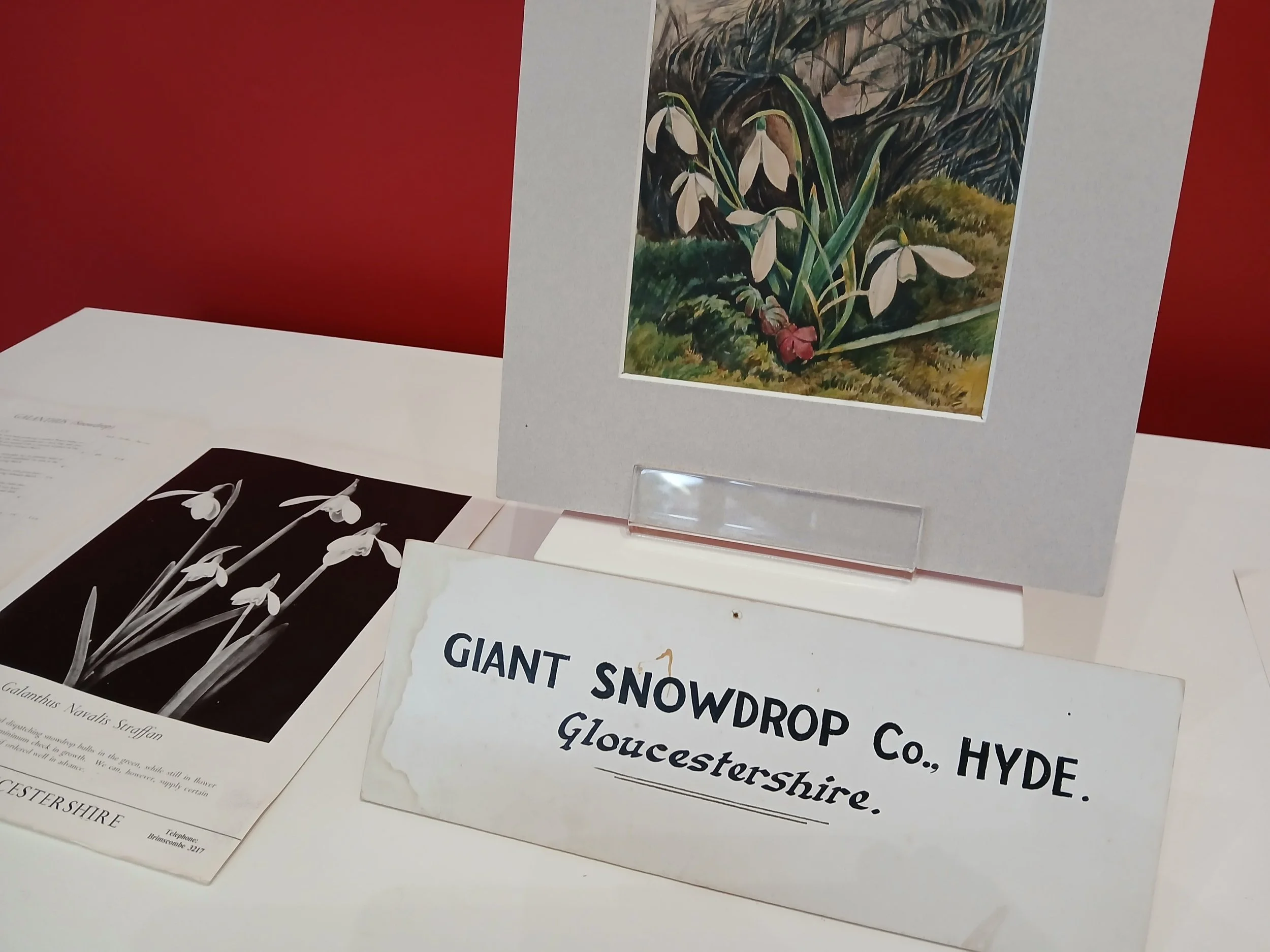 Display: The Giant Snowdrop Company