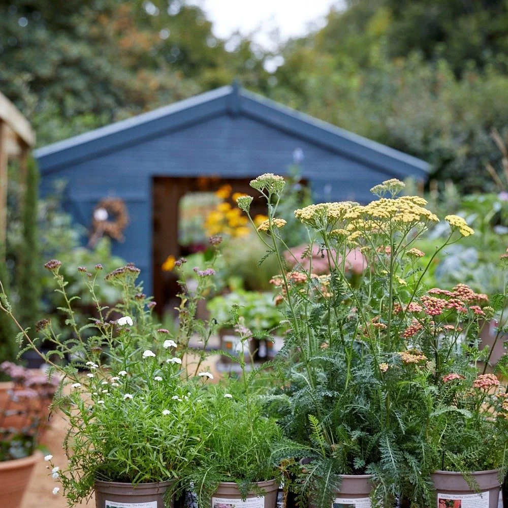 Pop Up Plant Sale from Exedra Nursery

@exedranursery 

Saturday 18th April - Sunday 19th April 2026

To complement the Spring Print Fair weekend, we are delighted that Exedra Nursery will be back at the Museum with a special Plant Sale in the Walled