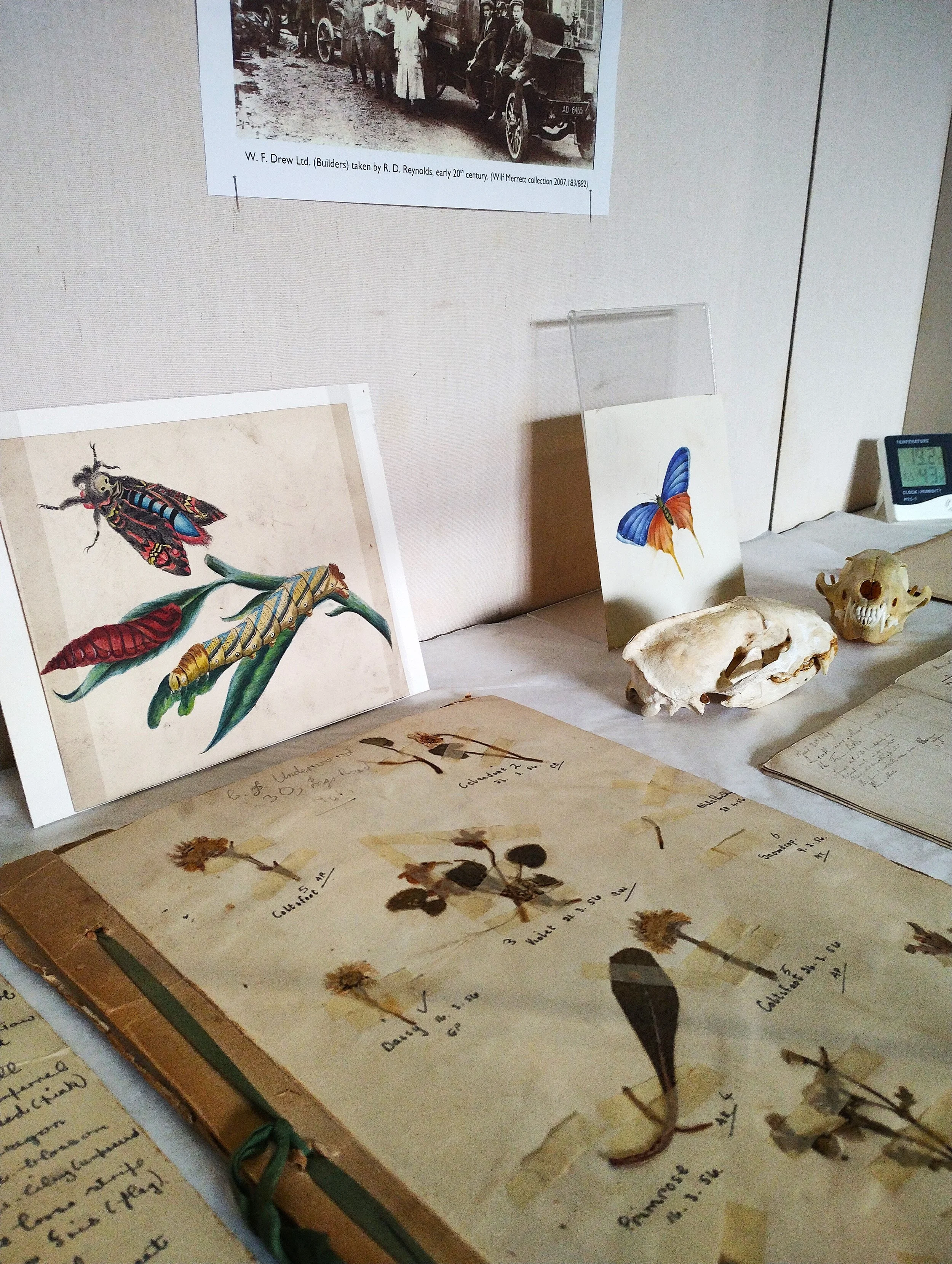 Display: Collectors of the Natural World