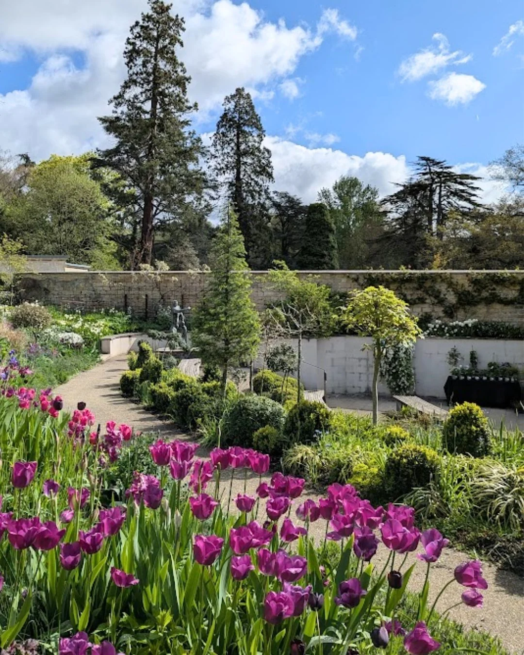 We've been enjoying a wonderful array of tulips recently, thanks to our team of @walledgardenstroud volunteers, have you noticed them too? 🌷
