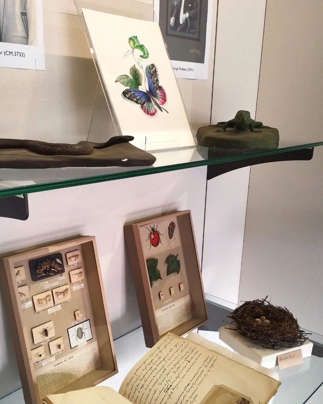 New Display: Collectors of the Natural World 

Tuesday 28th April - Sunday 2nd August 2026

The study of plants and animals, has long been the fascination of local people, from museum curators to everyday enthusiasts. 

This year the National Wildlif
