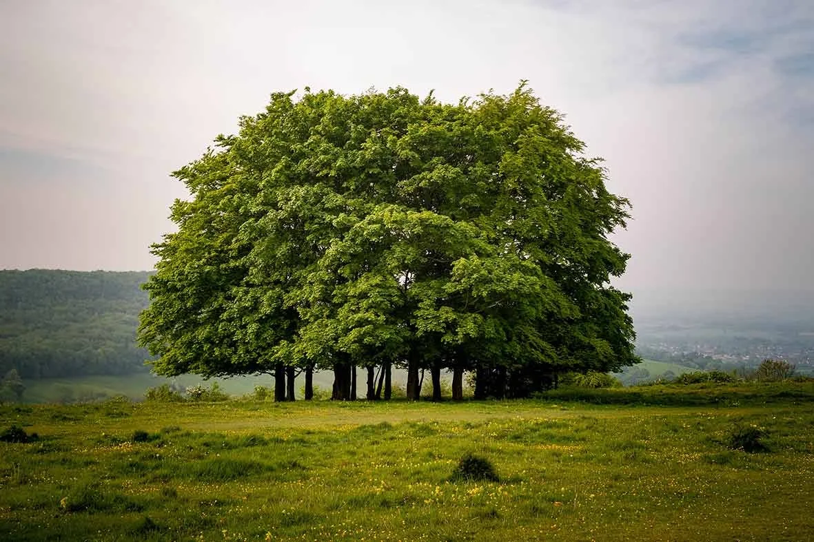Poetry Evening presented by Yew Tree Press
