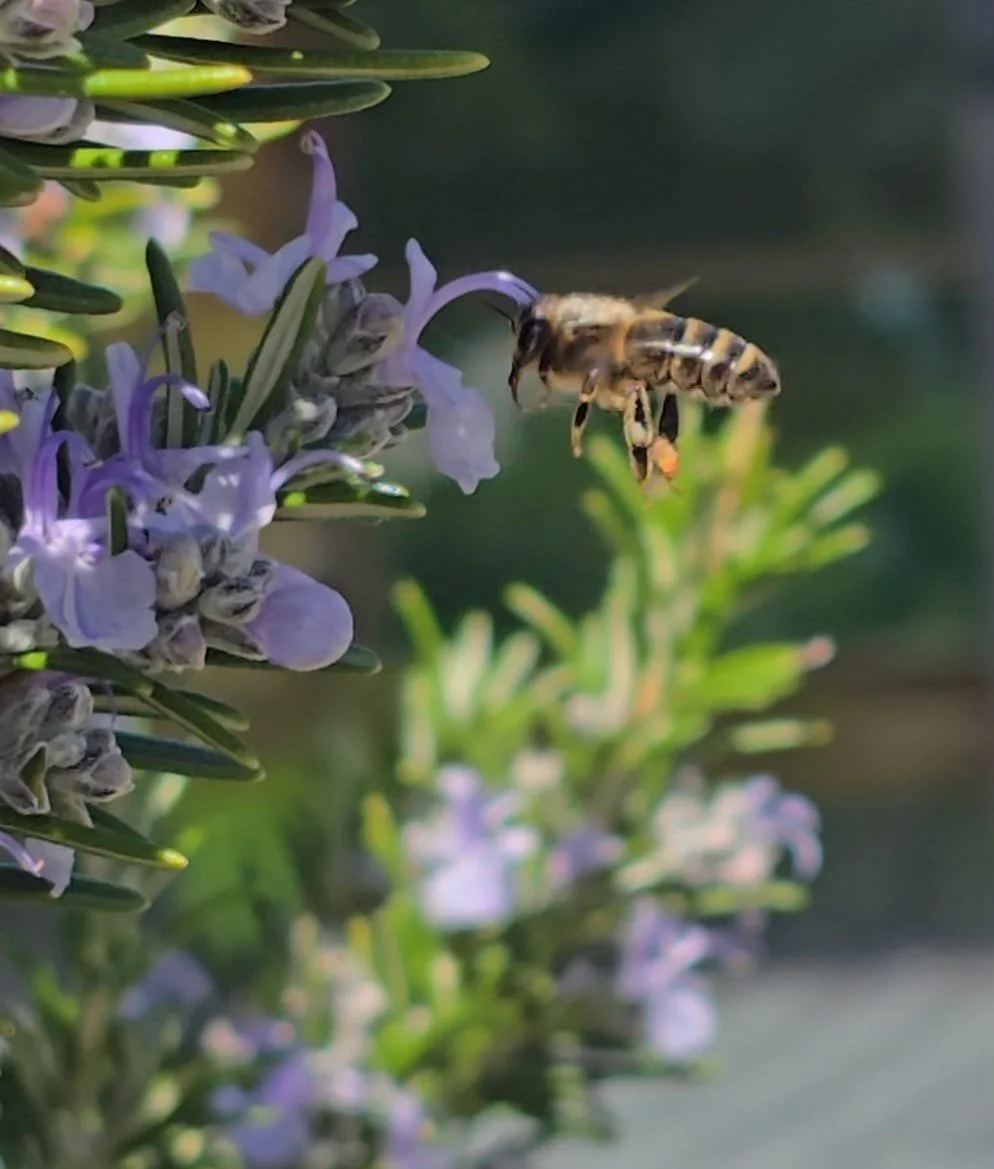 Buzz Club in the Walled Garden 